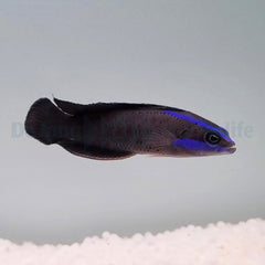 Pseudochromis springeri