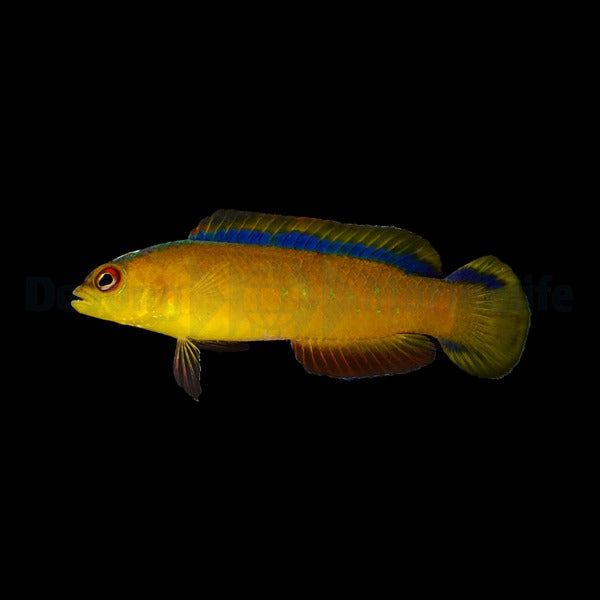 Pseudochromis tapeinosoma