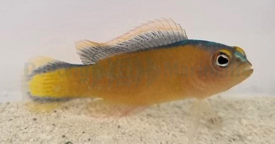 Pseudochromis tapeinosoma