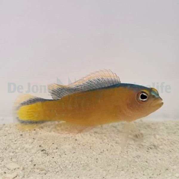 Pseudochromis tapeinosoma