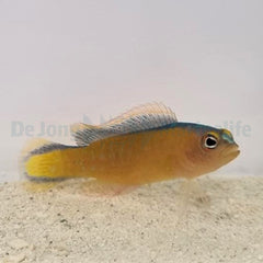 Pseudochromis tapeinosoma