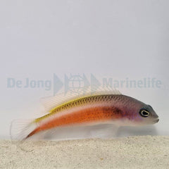 Pseudochromis tonozukai (male)