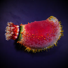 Pseudocolochirus violaceus (Indonesia)