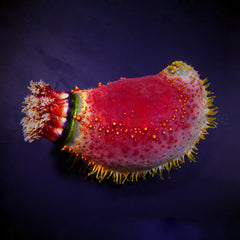 Pseudocolochirus violaceus (Indonesia)