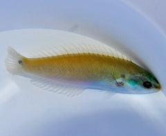 Pseudocoris bleekeri