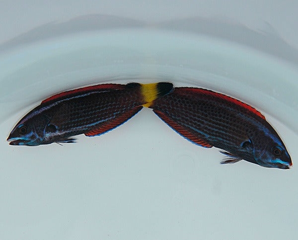 Pseudodax moluccanus