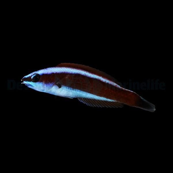 Pseudodax moluccanus (Juvenile)