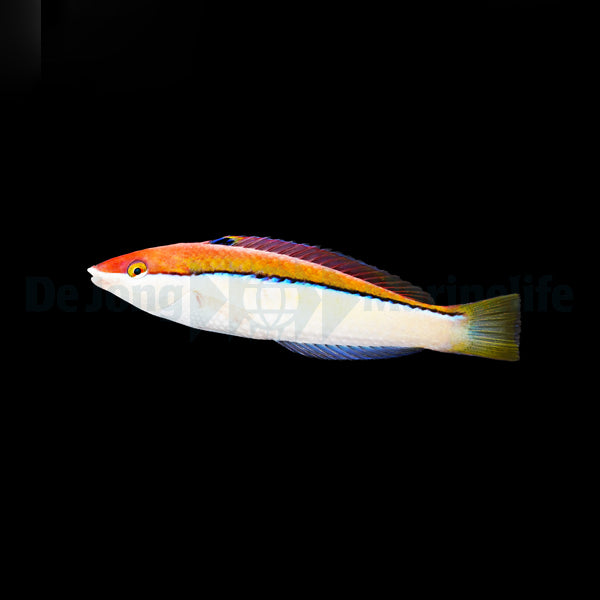 Pseudojuloides atavai (female)