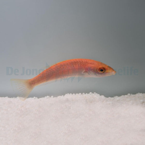 Pseudojuloides edwardi (female)