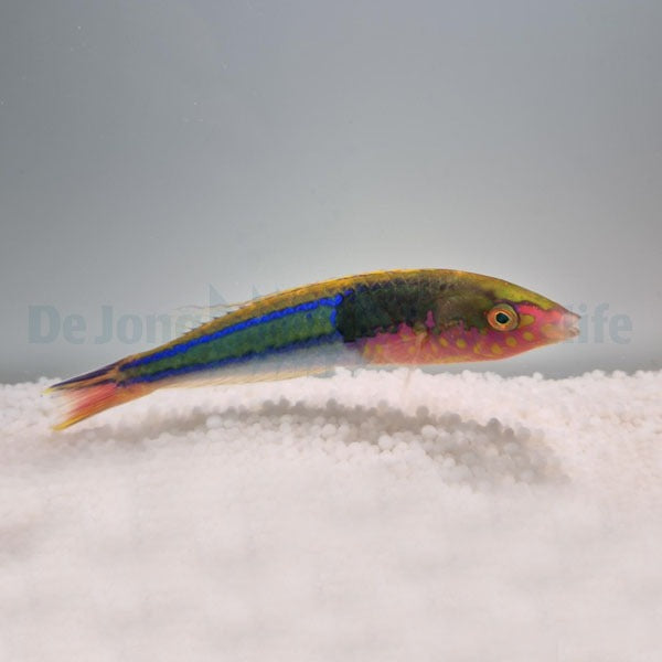 Pseudojuloides edwardi (male)