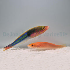 Pseudojuloides edwardi (Pair)