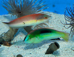 Pseudojuloides kaleidos (Pair)