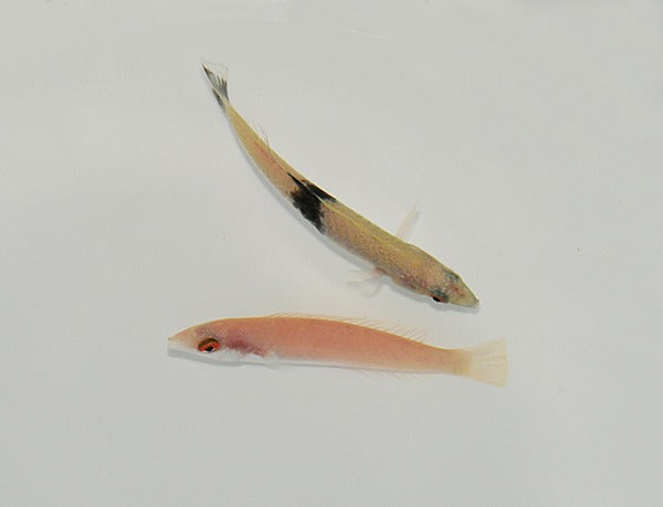 Pseudojuloides mesostigma (Pair)