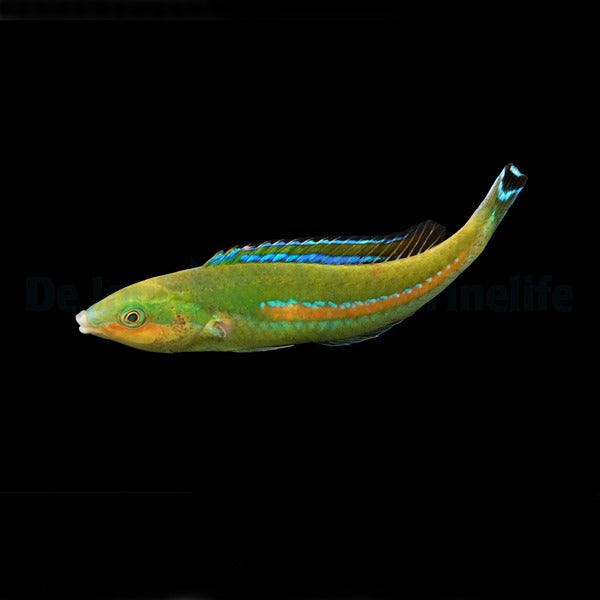 Pseudojuloides polackorum (male)