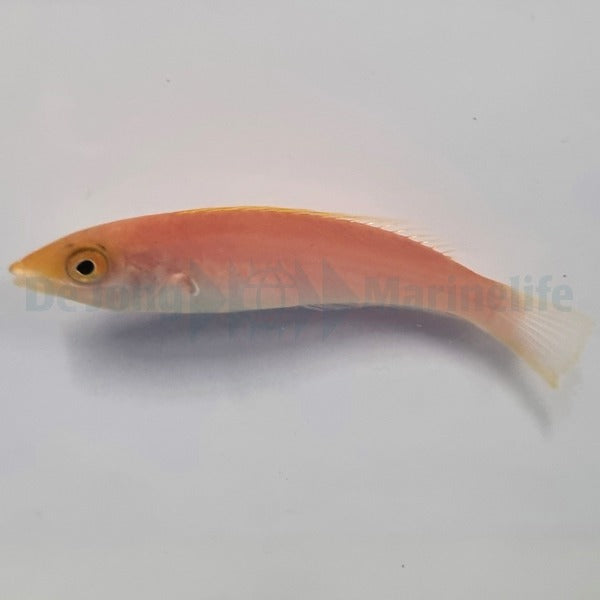 Pseudojuloides severnsi (female)