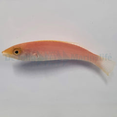 Pseudojuloides severnsi (female)