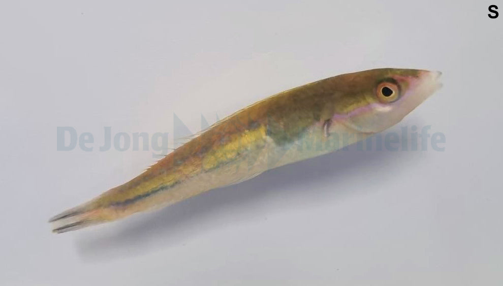 Pseudojuloides severnsi (male)