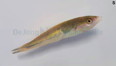 Pseudojuloides severnsi (male)