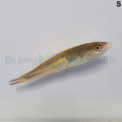 Pseudojuloides severnsi (male)