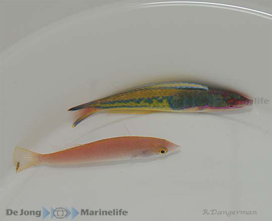Pseudojuloides severnsi (Pair)