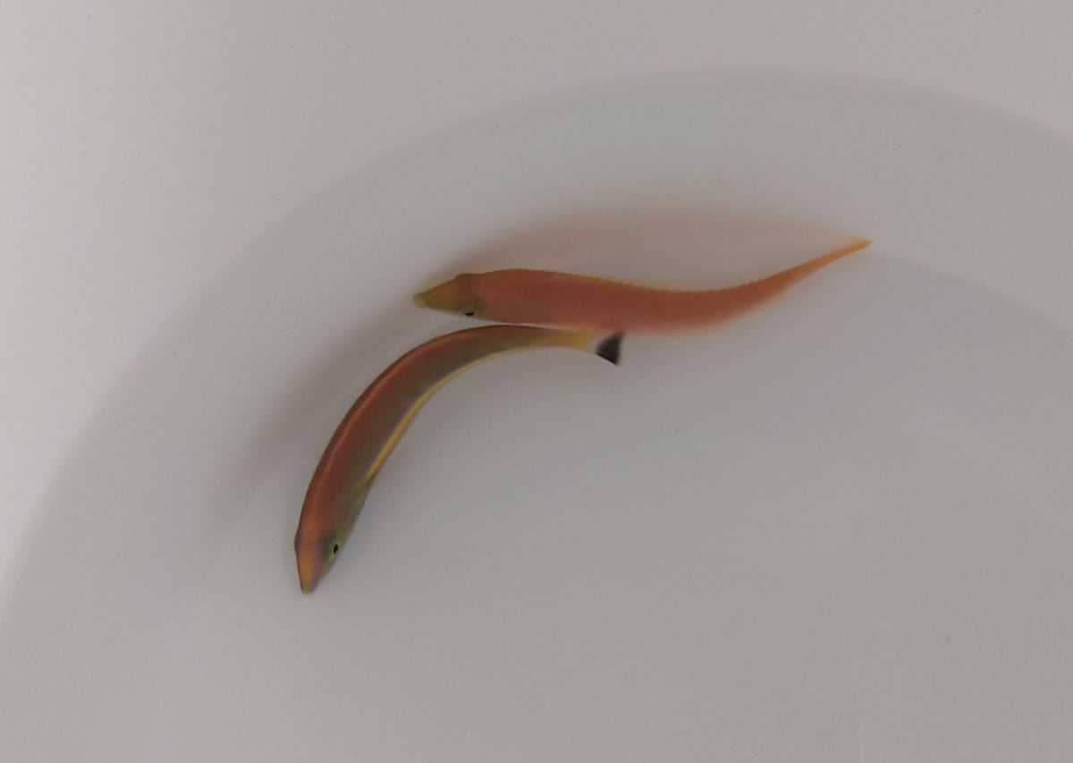 Pseudojuloides splendens (Pair)