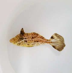 Pseudomonacanthus macrurus