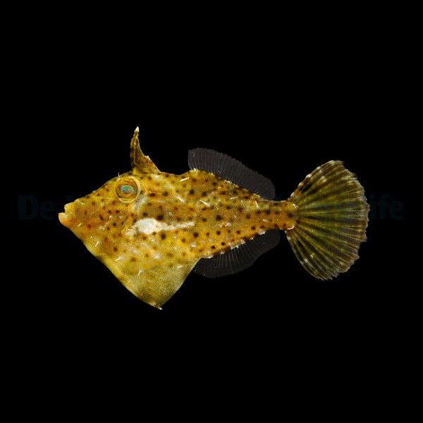 Pseudomonacanthus macrurus