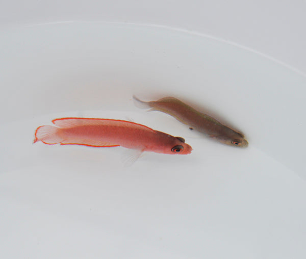 Pseudoplesiops typus