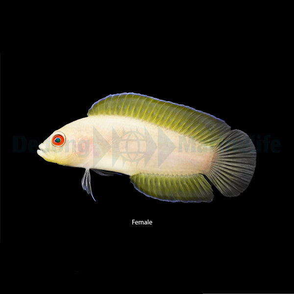 Pseudoplesiops typus
