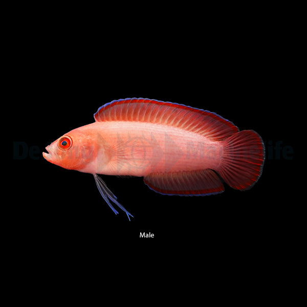 Pseudoplesiops typus