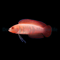 Pseudoplesiops typus