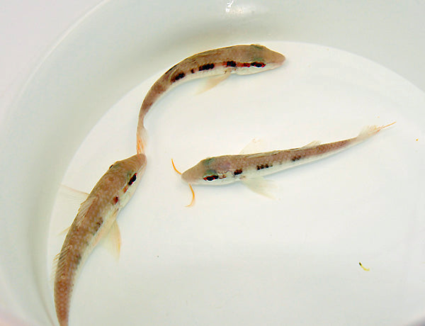 Pseudupeneus maculatus