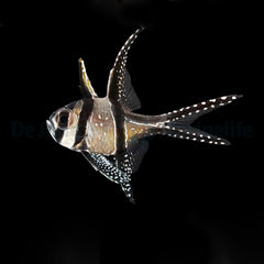 Pterapogon kauderni