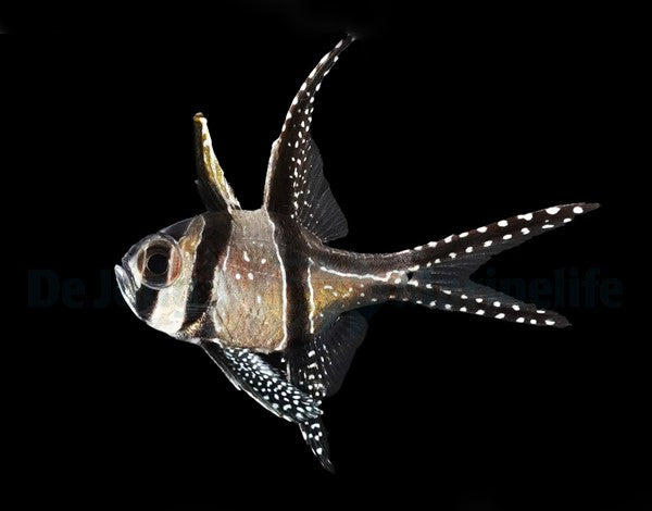 Pterapogon kauderni - DJM Bred