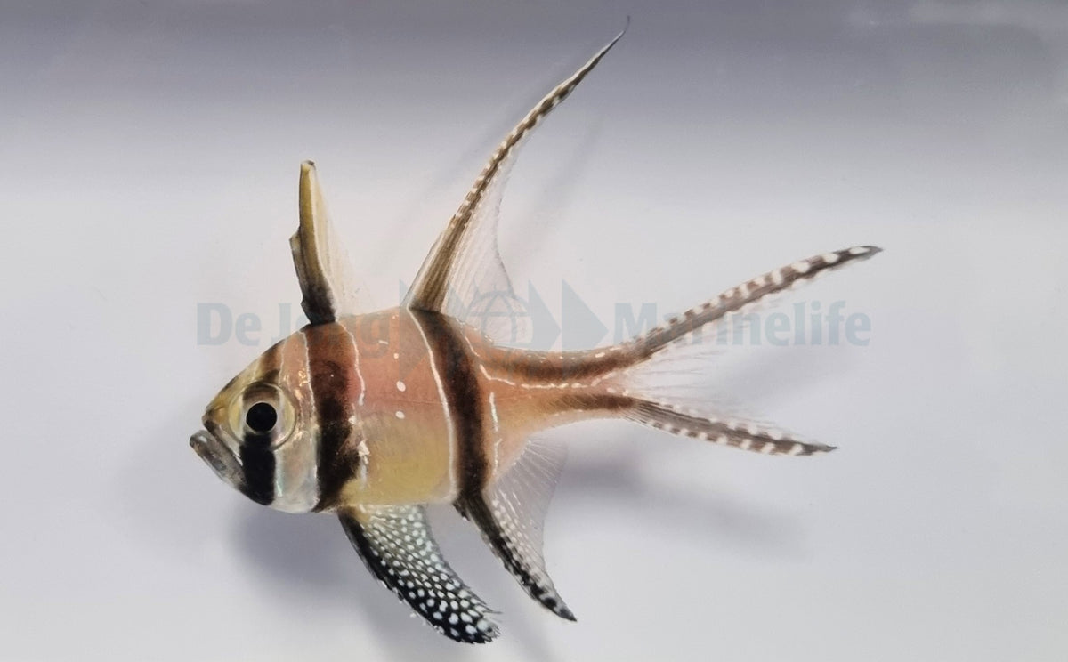 Pterapogon kauderni