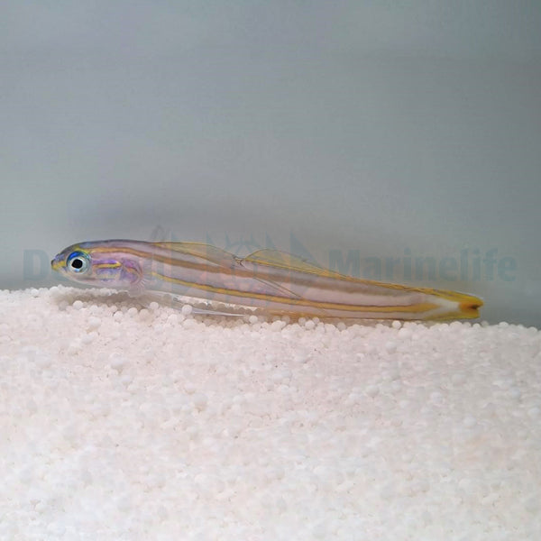Ptereleotris grammica
