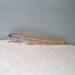 Ptereleotris grammica