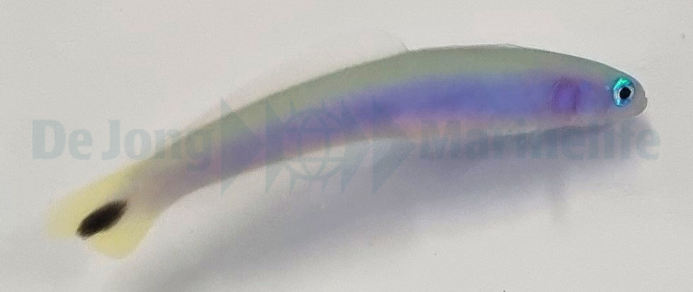 Ptereleotris heteroptera