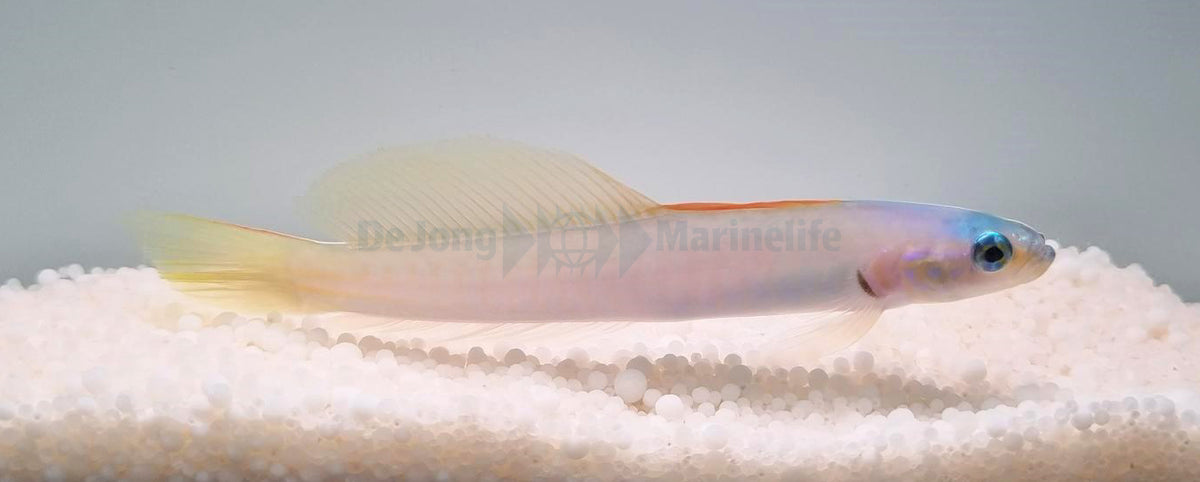 Ptereleotris microlepis