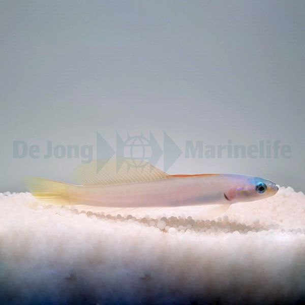 Ptereleotris microlepis