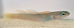 Ptereleotris microlepis