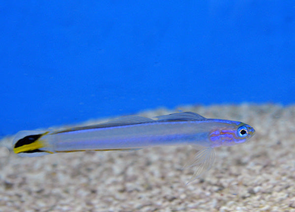Ptereleotris uroditaenia