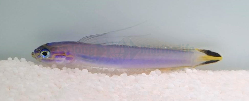 Ptereleotris uroditaenia
