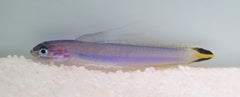 Ptereleotris uroditaenia