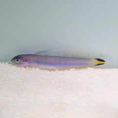 Ptereleotris uroditaenia
