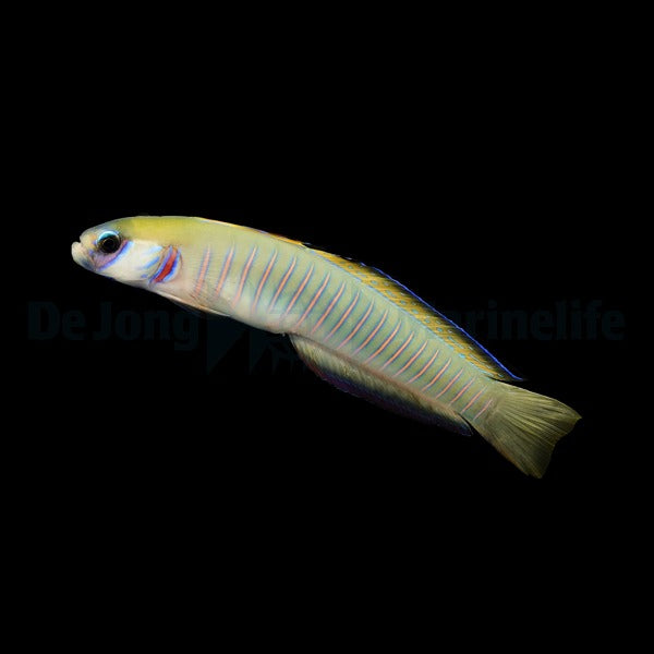 Ptereleotris zebra