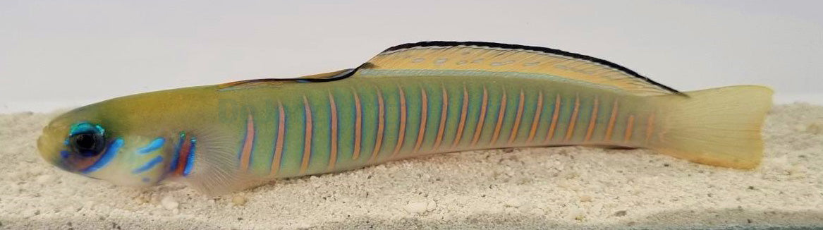 Ptereleotris zebra