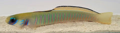 Ptereleotris zebra