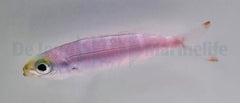 Pterocaesio pisang
