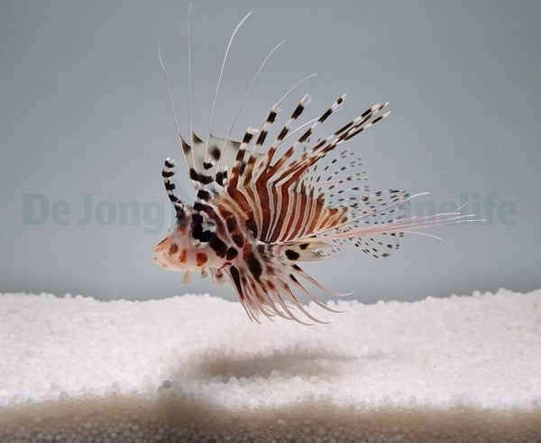 Pterois antennata